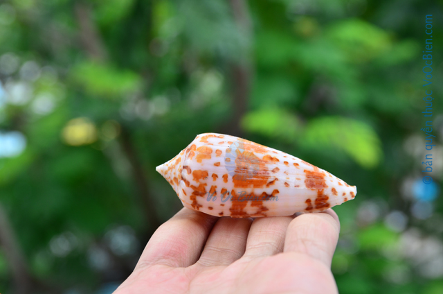 Vỏ ốc cối bông xám (Colur Conus)
