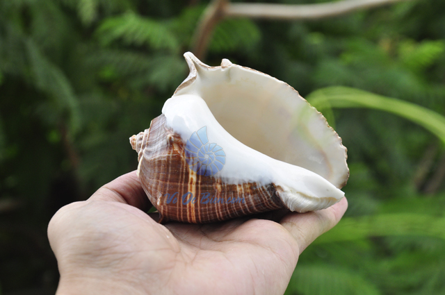 Vỏ ốc đá mũ vua (Pacific Crown Conch) - hình chụp tại VoOcBien