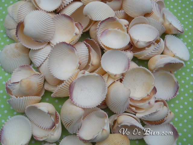 Vỏ sò dương (Prickly Cockle Sea Shells)
