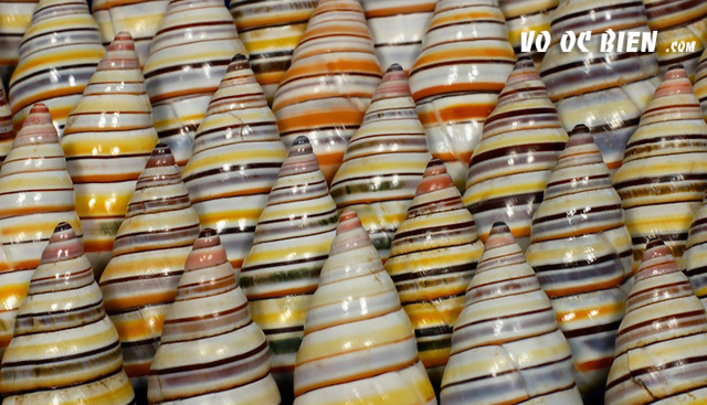 snail candycane có nguồn gốc từ các đảo ở Hispaniola
