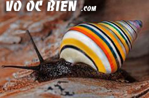 snail candycane là một loại ốc đặc biệt