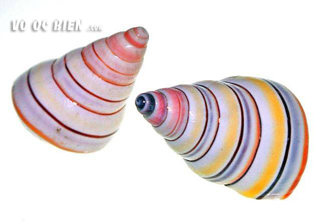 vỏ ốc snail candycane