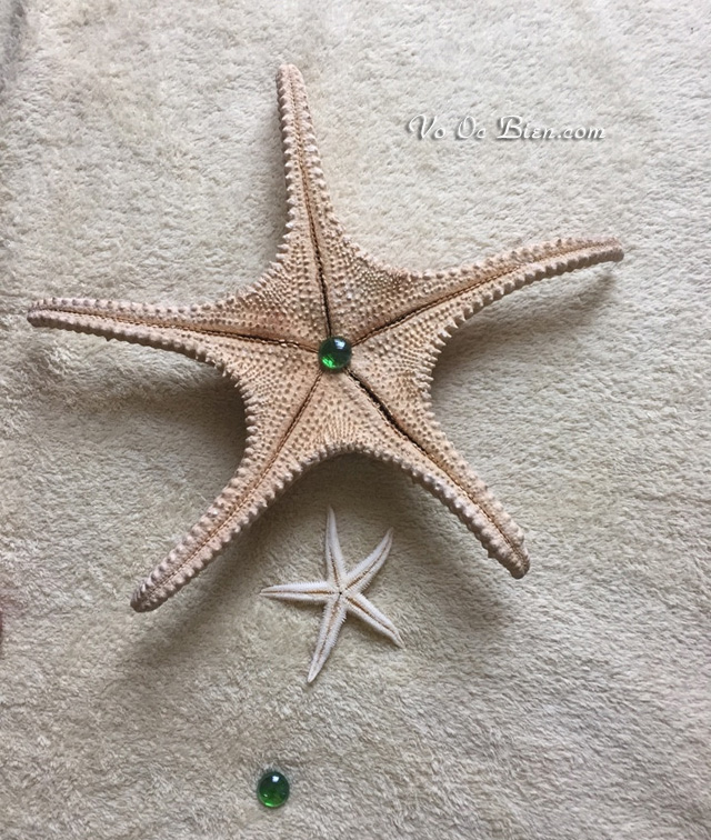 Sao biển lớn (Large Starfish)
