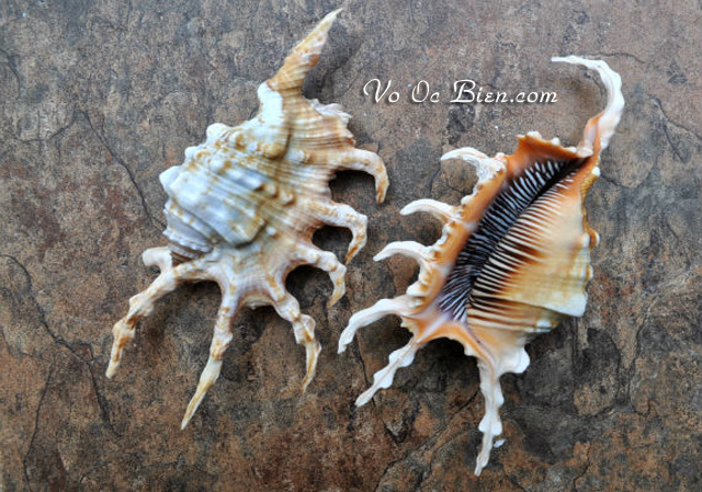 Vỏ ốc bò cạp (Scorpion Conch Seashell)