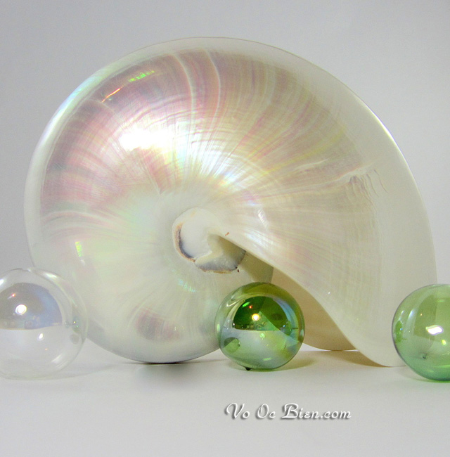 Vỏ ốc anh vũ mài (White Pearl Nautilus Seashell)