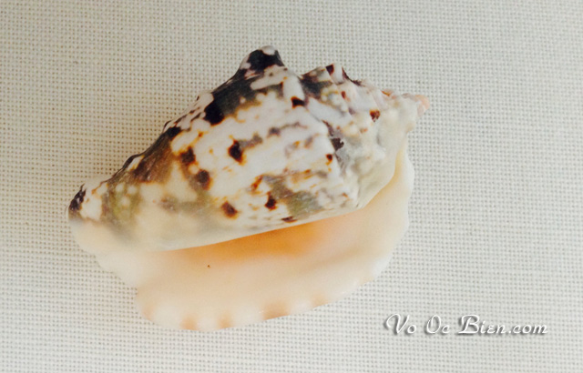 Vỏ ốc bàn tay đốm đen (Conch Shells)
