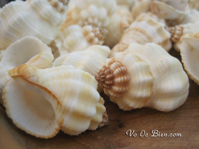 Vỏ ốc Cancellaria Shells