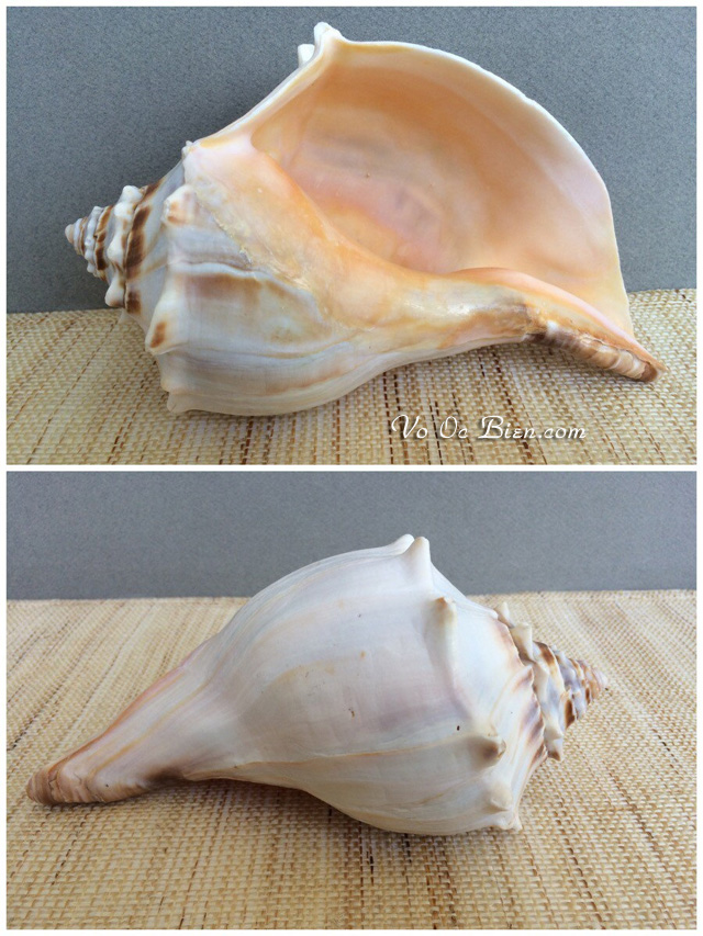 Vỏ ốc gai nho (Vintage whelk seashell)