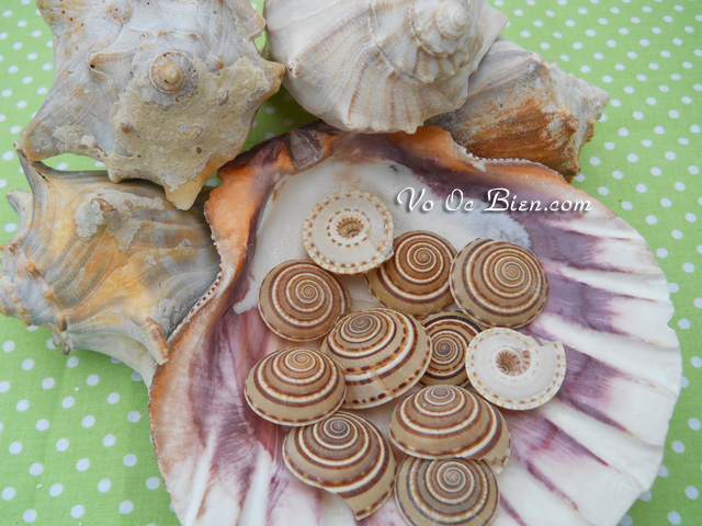 Vỏ ốc mặt trời (brown & white sundial seashells)