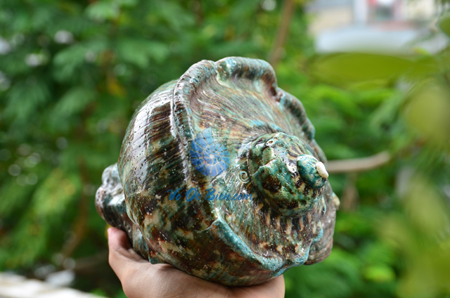 Vỏ ốc khảm xà cừ xanh lớn - © hình chụp tại VoOcBien
