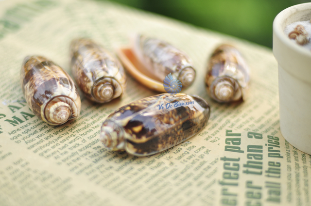 vo-oc-olive-snails-mieng-cam-orange-mouth-olive-snails (4)