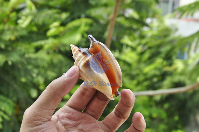 Vỏ ốc nhảy Bulla ( Strombus Bulla Seashell) - hình chụp tại VoOcBien