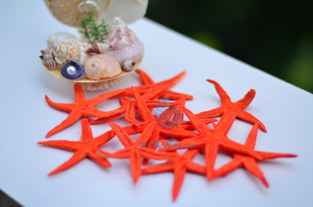 Sao biển nhỏ màu cam (Orange Mini Starfish) - hình chụp tại VoOcBien
