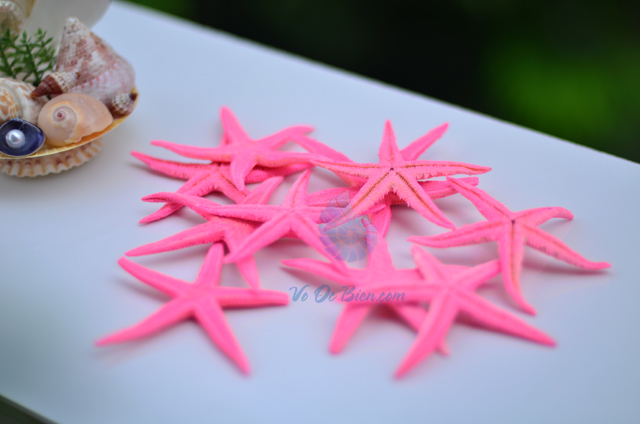 Sao biển nhỏ màu hồng (Pink Mini Starfish) - hình chụp tại VoOcBien