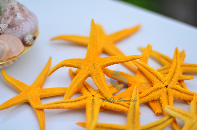 Sao biển nhỏ màu vàng (Yellow Mini Starfish) - hình chụp tại VoOcBien