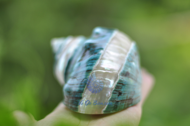 Vỏ ốc khảm xanh nhỏ kẻ vạch (Pearl Banded Green Snail Shell) - hình chụp tại VoOcBien