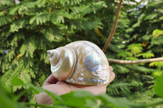 Vỏ ốc khảm xanh nhỏ mài xà cừ (Polished Pearled Green Snail Shell) - hình chụp tại VoOcBien