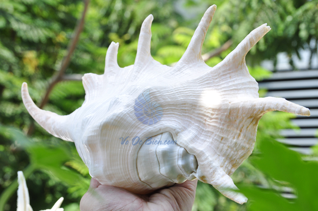 Vỏ ốc tai bẹ trắng lớn (Lambis Truncata Seashell) - hình chụp tại VoOcBien