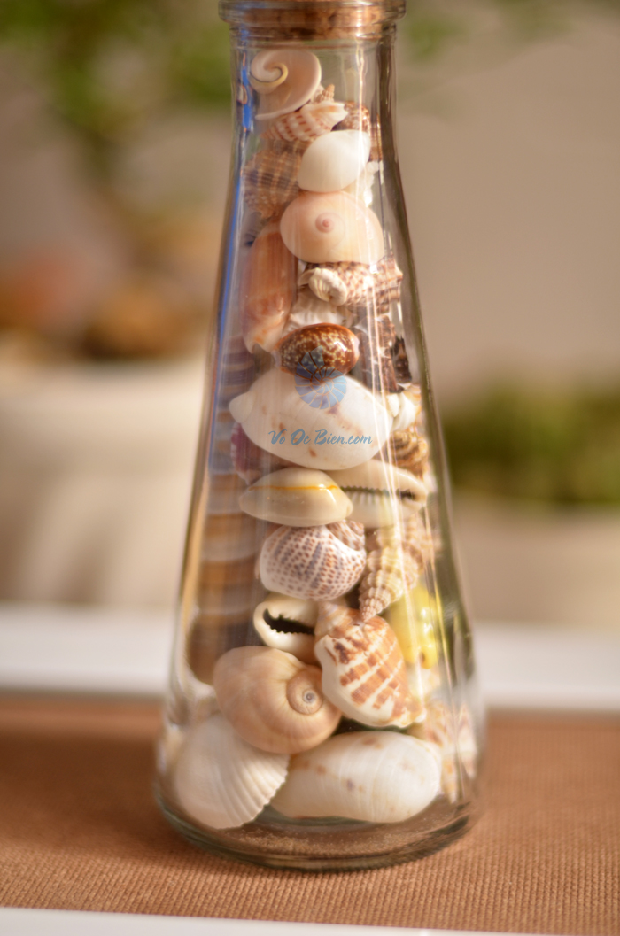 Hũ thủy tinh quà tặng vỏ sò ốc đủ loại MixShell_04 - hình chụp tại VoOcBien