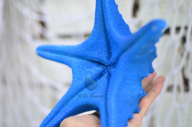 Sao biển gai nhuộm xanh biển - © bản quyền hình chụp tại VoOcBien