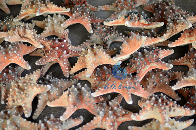 Sao biển đỏ gai (Red Starfish) - hình chụp tại VoOcBien