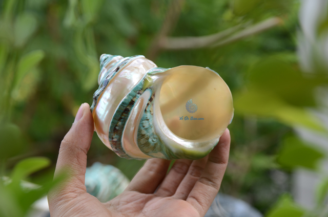 Vỏ ốc khảm xanh nhỏ kẻ vạch mảnh (Pearl Banded Green Snail Shell) - © bản quyền hình chụp tại VoOcBien