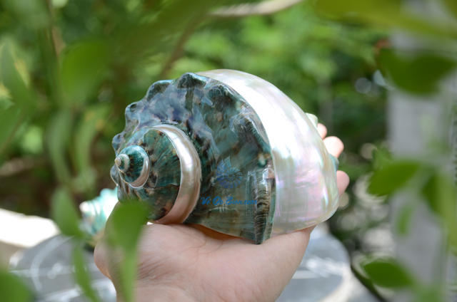 Vỏ ốc khảm xanh trung kẻ vạch lớn - © bản quyền hình chụp tại VoOcBien