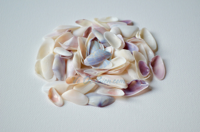 Vỏ chem chép nhí trắng (Coquina Sea Shells)
