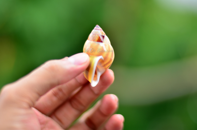 Vỏ ốc sên vàng sọc nâu đen (Land Snail Shell) - © bản quyền hình chụp tại VoOcBien