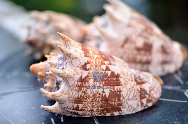 Vỏ ốc sọ dừa mũ vua (Imperial Volute Shells) - © bản quyền hình chụp tại VoOcBien