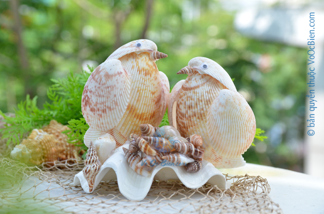 Cặp chim vỏ sò dương QLN_20 - © bản quyền hình ảnh thuộc VoOcBien.com