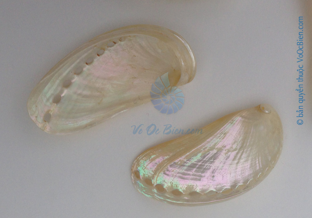 Vỏ bàu ngư vành tai khỉ (Pearl Abalone Shells)