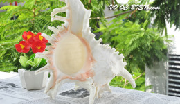 Vỏ ốc gai trắng (Ramosus Murex Seashell)