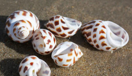 Vỏ ốc hương (Areola Babylon Seashells)