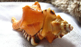 Vỏ ốc mỏ két cam(Black-striped Triton)