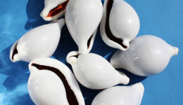 Vỏ ốc sứ trắng – trứng gà (Great Egg Shell)