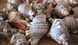 Vỏ ốc Hairy Triton Seashells