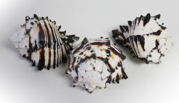 Vỏ ốc gai đen (black murex shell)
