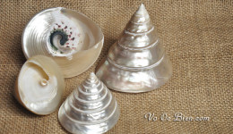 Vỏ ốc nón đen xà cừ (Top Shell Polished Pearl)