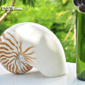 Vỏ ốc mực anh vũ (Chambered Nautilus)