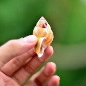 Vỏ ốc sên vàng sọc nâu đen (Land Snail Shell)