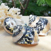 Vỏ ốc xà cừ da rắn kẻ vạch (Magpie Banded Shells)