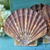 Vỏ sò điệp quạt Mexico (Mexican Flats Seashell)