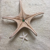 Sao biển lớn 36-40cm (Large Starfish)