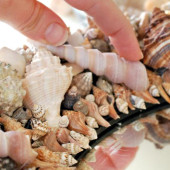 Handmade gương treo tường độc đáo với vỏ ốc biển