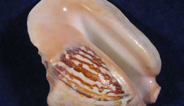 Vỏ ốc bẹ tròn (Widest Pacific Conch)