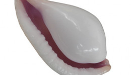 Vỏ ốc cò miệng hồng (Pink- mouth Ovula Shell)