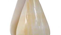 Vỏ ốc cối vàng (Oak Cone Shell)