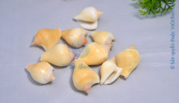 Vỏ ốc nhảy da vàng (Yellow Conch)