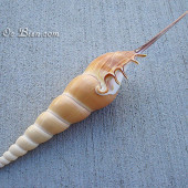 Vỏ ốc ngòi viết dài (Shinbone Shell)